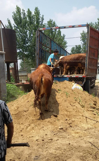 活牛销售-优质活牛销售,价格公道
