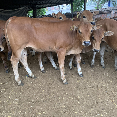 江西吉安牛市场-江西吉安哪里有牛市场？