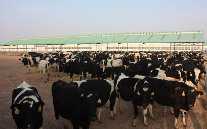 吉安养牛场-吉安优质肉牛养殖基地