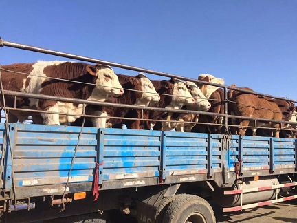 活体牲畜交易网-全国活体牲畜在线交易平台