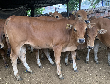 活牛销售网,高效活牛交易平台-优质活牛在线购买平台