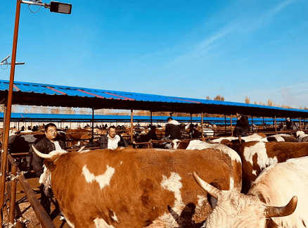 吉安养牛基地位置查询-吉安养牛基地具体地址在哪里？