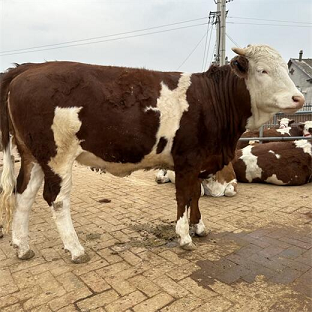 西门塔尔牛1000斤价格查询-西门塔尔牛1000斤出售价格最新行情