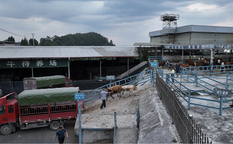 江西最大活牛交易市场位置-江西省内最大的活牛交易市场在哪里？
