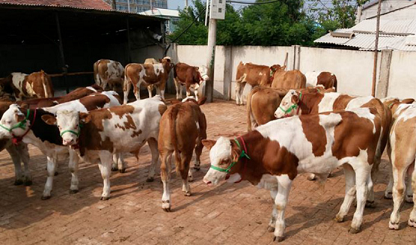 2025年活牛价格今日查询-2025年活牛市场价格实时查询