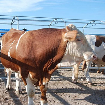 江西吉安黄牛交易市场-吉安黄牛交易市场最新行情