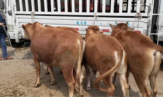 江西吉安活牛交易市场地址查询-江西吉安活牛交易市场具体位置在哪里？