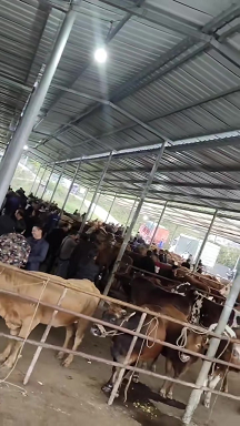 吉安牛羊肉批发市场位置指南-吉安哪里有牛羊肉批发市场？
