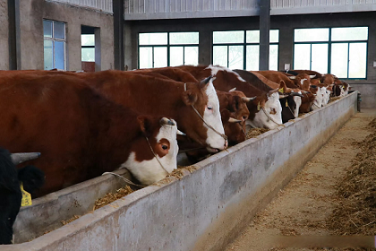 吉安市牛肉批发市场在哪里-吉安市优质牛肉批发市场的具体位置